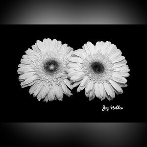 Black & White Daisy Print 8x10